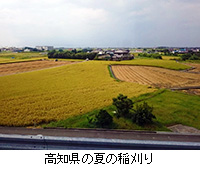 写真：高知県の夏の稲刈り