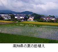 写真：高知県の夏の田植え