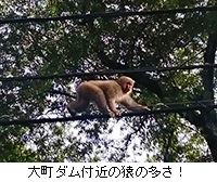 写真：大町ダム付近の猿の多さ！
