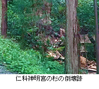 写真：仁科神明宮の杉の倒壊跡