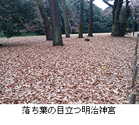 写真：落ち葉の目立つ明治神宮