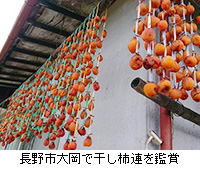写真：長野市大岡で干し柿連を鑑賞
