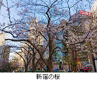 写真：新宿の桜