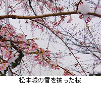 写真：松本城の雪を被った桜