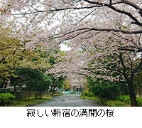 写真：寂しい新宿の満開の桜