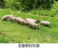 写真：安曇野放牧豚