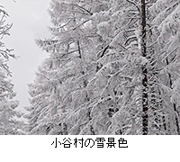 写真：小谷村の雪景色