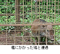 写真：檻にかかった猪と遭遇