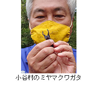 写真：小谷村のミヤマクワガタ