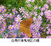写真：白馬村青鬼地区の蝶