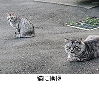 写真：猫に挨拶