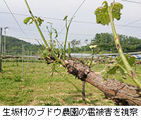 写真：生坂村のブドウ農園の雹被害を視察