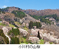 写真：小川村の山桜