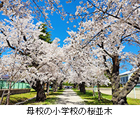 写真：母校の小学校の桜並木