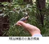 写真：明治神宮の小鳥が飛来