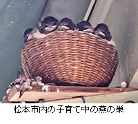 ʐ^F{s̎qĒ̉̑
