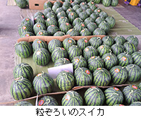 ʐ^F낢̃XCJ