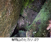 ʐ^FLR̃qJSP