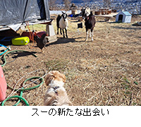 ʐ^FX[̐Vȏo