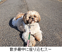 ʐ^FUŒɍ荞ރX[