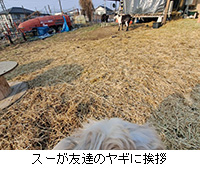 ʐ^FX[FB̃MɈA