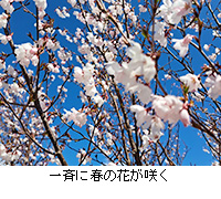 ʐ^FĂɏt̉Ԃ炭
