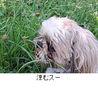 ʐ^FރX[