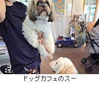 ʐ^FhbOJtF̃X[