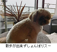 ʐ^FUoڂX[