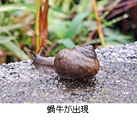 ʐ^F嗋o