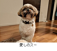 ʐ^F̃X[