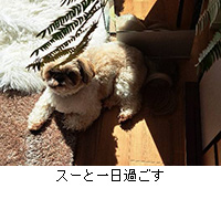 写真:スーと一日過ごす