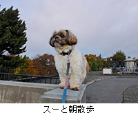 写真:スーと朝散歩