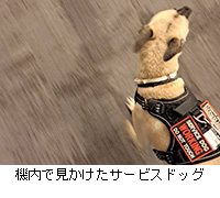 写真:機内で見かけたサービスドッグ