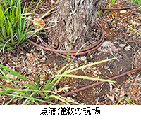 写真:点滴灌漑の現場