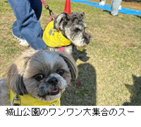写真:城山公園のワンワン大集合のスー