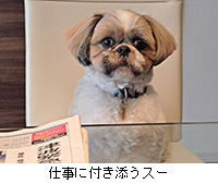 写真:仕事に付き添うスー