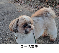 �ʐ^�F�X�[�̎U��