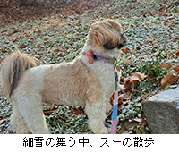 �ʐ^�F�א�̕������A�X�[�̎U��