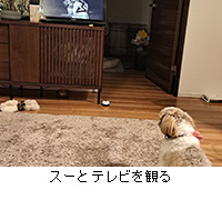 �ʐ^�F�X�[�ƃe���r���ς�