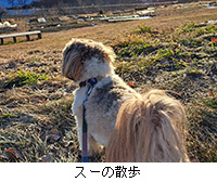 �ʐ^�F�X�[�̎U��