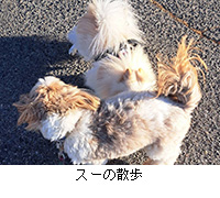 �ʐ^�F�X�[�̎U��