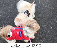 �ʐ^�F�F�B�Ƃ���ꂠ���X�[