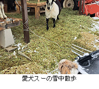 �ʐ^�F�����X�[�̐ᒆ�U��