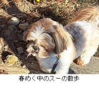 写真:春めく中のスーの散歩