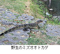 �ʐ^�F�쐶�̃~�Y�I�I�g�J�Q