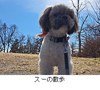 �ʐ^�F�X�[�̎U��