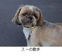 �ʐ^�F�X�[�̎U��