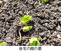 �ʐ^�F����̕����V