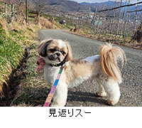 �ʐ^�F���Ԃ�X�[